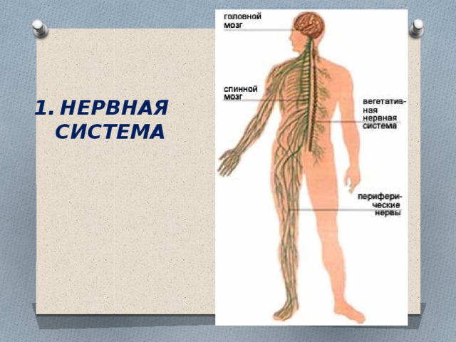 НЕРВНАЯ  СИСТЕМА 