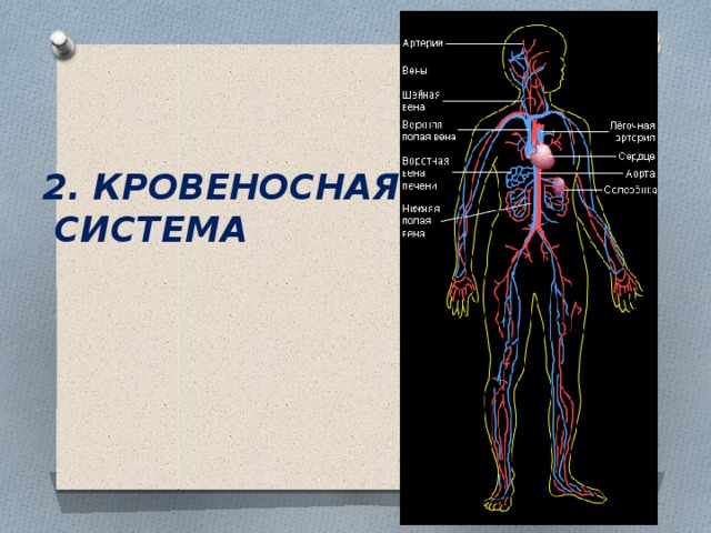 2. КРОВЕНОСНАЯ  СИСТЕМА 