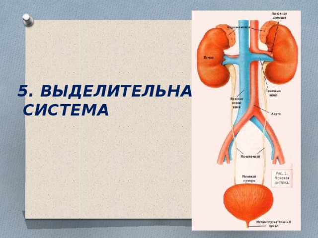 5. ВЫДЕЛИТЕЛЬНАЯ  СИСТЕМА 