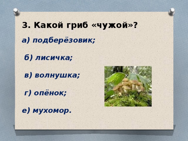 3. Какой гриб «чужой»?   а) подберёзовик;   б) лисичка;   в) волнушка;   г) опёнок;  е) мухомор. 