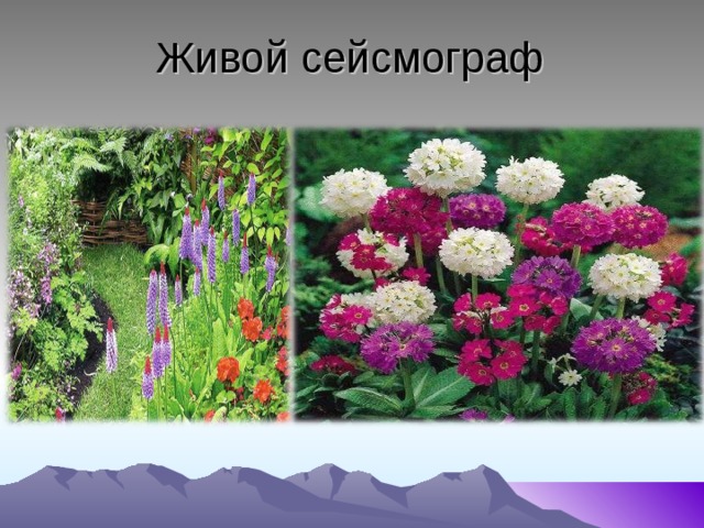 Живой сейсмограф 