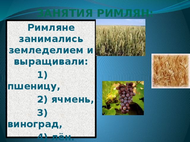 ЗАНЯТИЯ РИМЛЯН: Римляне занимались земледелием и выращивали:  1) пшеницу,  2) ячмень,  3) виноград,  4) лён. 
