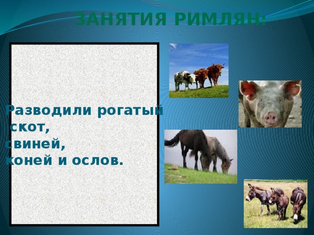 ЗАНЯТИЯ РИМЛЯН: Разводили рогатый  скот, свиней, коней и ослов. 