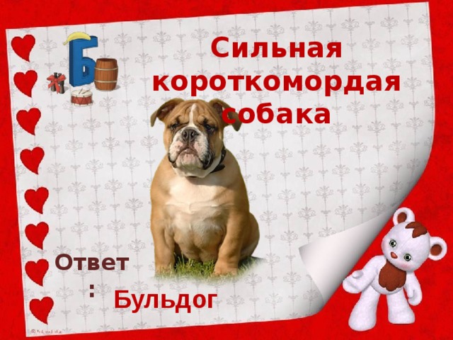 Сильная короткомордая собака Ответ: Бульдог