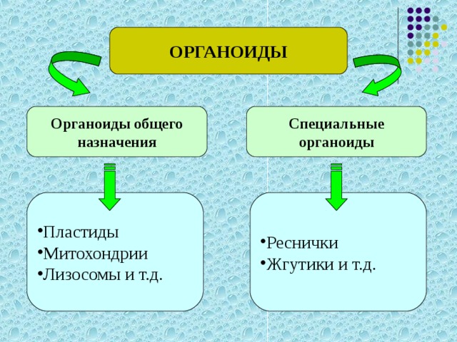 ОРГАНОИДЫ Органоиды общего назначения Специальные органоиды Пластиды Митохондрии Лизосомы и т.д. Реснички Жгутики и т.д. 