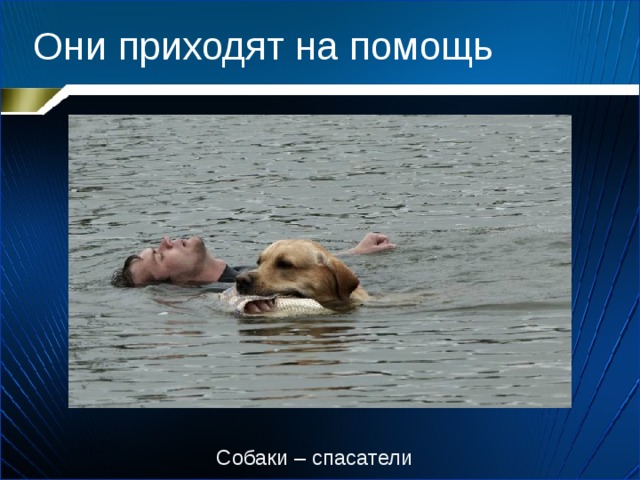 Они приходят на помощь Собаки – спасатели 