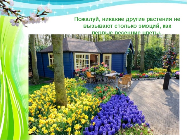 Пожалуй, никакие другие растения не вызывают столько эмоций, как первые весенние цветы. 