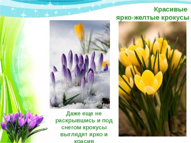 Красивые ярко-желтые крокусы  Даже еще не раскрывшись и под снегом крокусы выглядят ярко и красив 
