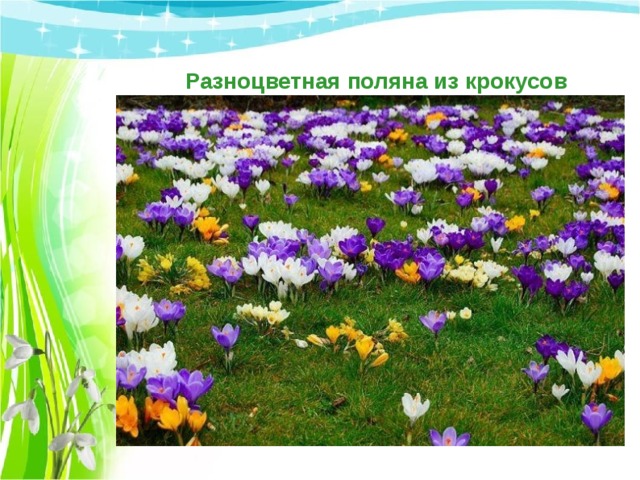 Разноцветная поляна из крокусов 