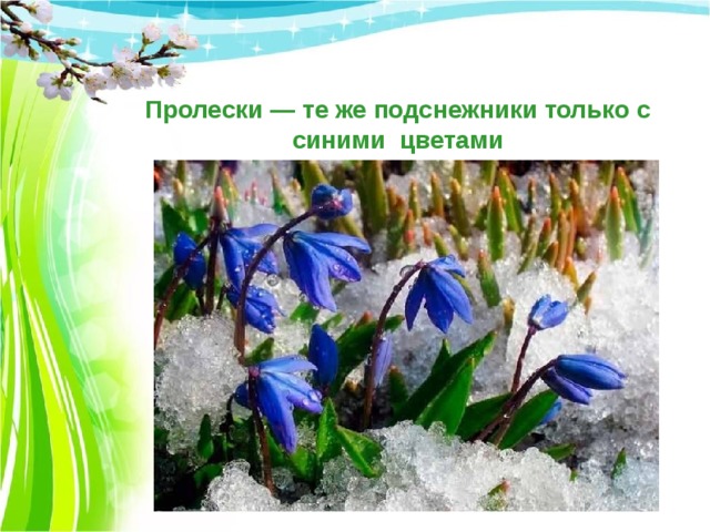 Пролески — те же подснежники только с синими цветами 