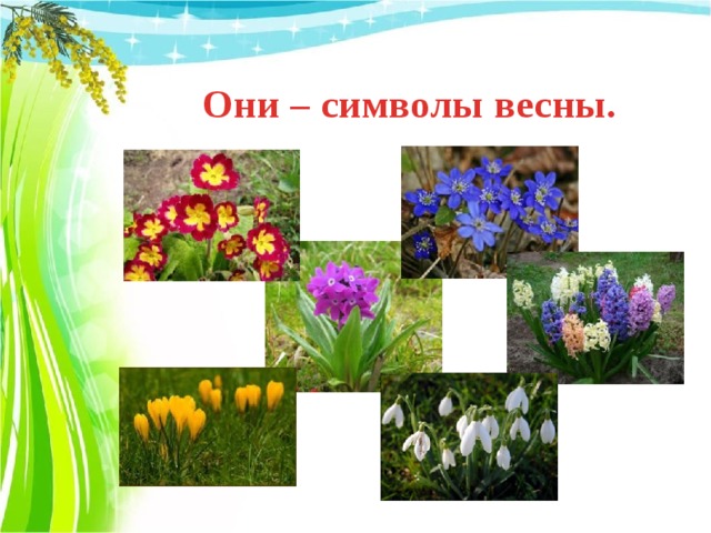 Они – символы весны. 