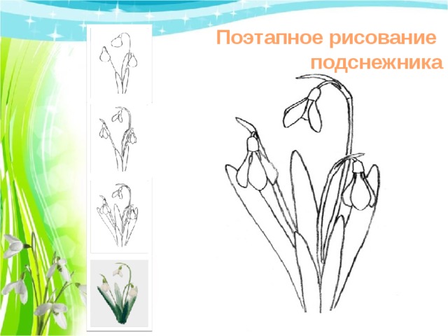 Поэтапное рисование подснежника 