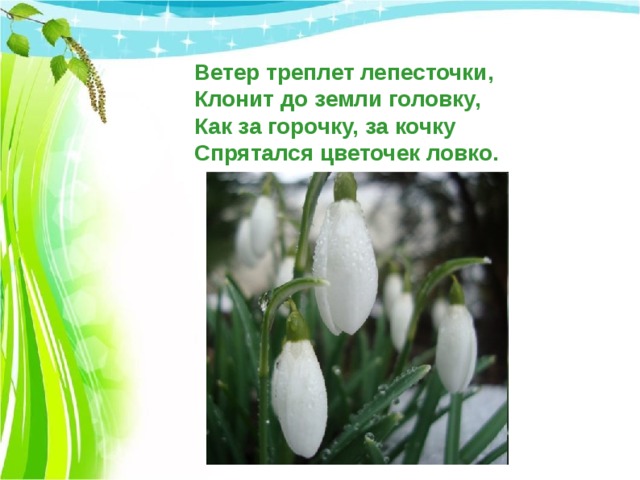  Ветер треплет лепесточки,  Клонит до земли головку,  Как за горочку, за кочку  Спрятался цветочек ловко. 