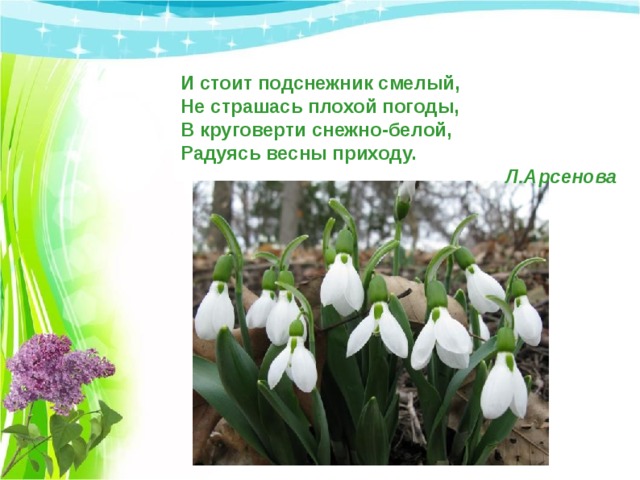 И стоит подснежник смелый,  Не страшась плохой погоды,  В круговерти снежно-белой,  Радуясь весны приходу.  Л.Арсенова 