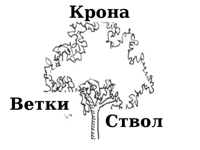Крона Ветки Ствол 