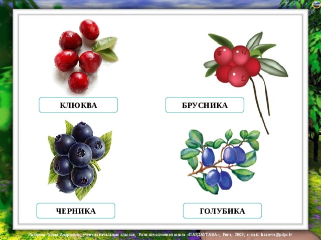 КЛЮКВА БРУСНИКА ЧЕРНИКА ГОЛУБИКА 