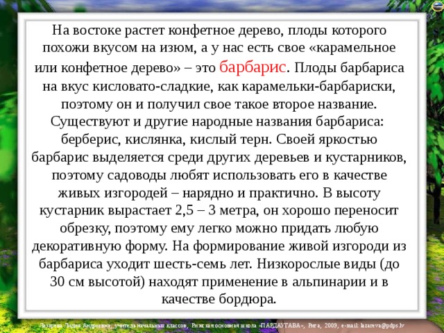 На востоке растет конфетное дерево, плоды которого похожи вкусом на изюм, а у нас есть свое «карамельное или конфетное дерево» – это барбарис . Плоды барбариса на вкус кисловато-сладкие, как карамельки-барбариски, поэтому он и получил свое такое второе название. Существуют и другие народные названия барбариса: берберис, кислянка, кислый терн. Своей яркостью барбарис выделяется среди других деревьев и кустарников, поэтому садоводы любят использовать его в качестве живых изгородей – нарядно и практично. В высоту кустарник вырастает 2,5 – 3 метра, он хорошо переносит обрезку, поэтому ему легко можно придать любую декоративную форму. На формирование живой изгороди из барбариса уходит шесть-семь лет. Низкорослые виды (до 30 см высотой) находят применение в альпинарии и в качестве бордюра.    