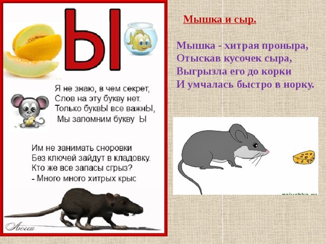    Мышка и сыр.  Мышка - хитрая проныра, Отыскав кусочек сыра, Выгрызла его до корки И умчалась быстро в норку.    