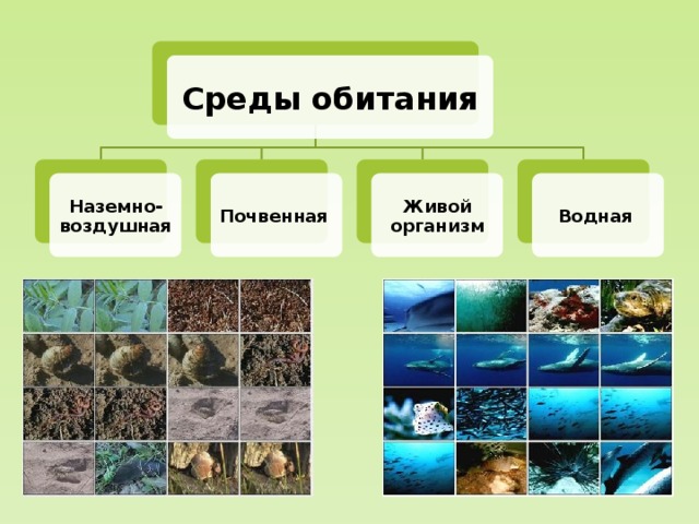 Среды обитания Наземно-воздушная Почвенная  Живой организм Водная 