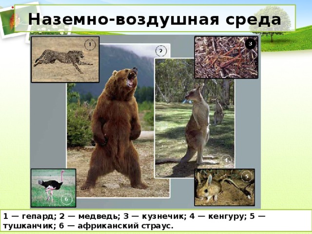 Наземно-воздушная среда 1 — гепард; 2 — медведь; 3 — кузнечик; 4 — кенгуру; 5 — тушканчик; 6 — африканский страус. 