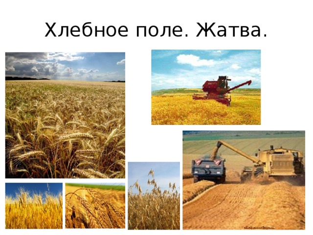 Хлебное поле. Жатва. 