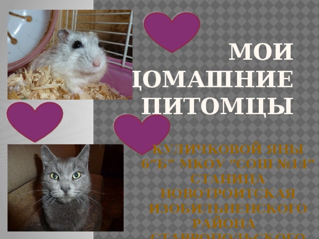 Мои домашние питомцы Куличковой Яны   6”Б” МКОУ “СОШ №14”  Станица Новотроитская Изобильненского района Ставропольского края 