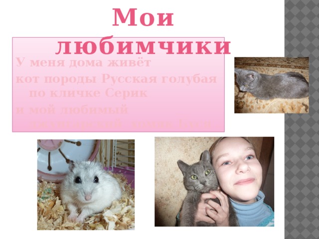 Мои любимчики У меня дома живёт кот породы Русская голубая по кличке Серик и мой любимый джунгарский хомяк Буся . 