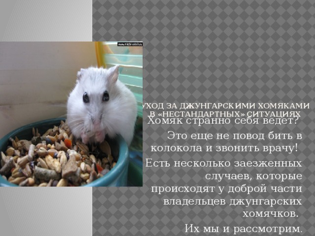 Уход за джунгарскими хомяками в «нестандартных» ситуациях   Хомяк странно себя ведет? Это еще не повод бить в колокола и звонить врачу! Есть несколько заезженных случаев, которые происходят у доброй части владельцев джунгарских хомячков. Их мы и рассмотрим . 