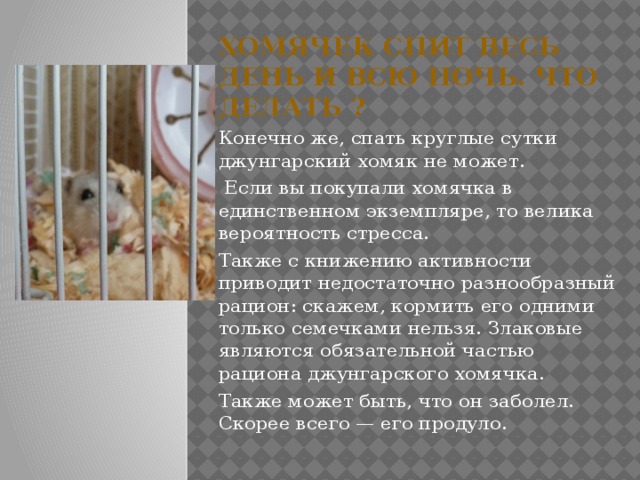 Хомячек спит весь день и всю ночь. Что делать ? Конечно же, спать круглые сутки джунгарский хомяк не может.  Если вы покупали хомячка в единственном экземпляре, то велика вероятность стресса. Также с книжению активности приводит недостаточно разнообразный рацион: скажем, кормить его одними только семечками нельзя. Злаковые являются обязательной частью рациона джунгарского хомячка. Также может быть, что он заболел. Скорее всего — его продуло. 