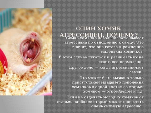 Один хомяк агрессивен. Почему?   Самка хомячка довольно часто бывает агрессивна по отношению к самцу. Это значит, что она готова к рождению маленьких хомячков.  В этом случае пугаться и разнимать их не стоит, все нормально. Другое дело — когда агрессивничает самец. Это может быть вызвано только присутствием младшего поколения хомячков в одной клетке со старым хомяком — отцом/дедом и т.д.  Если не отделять молодых хомяков от старых, наиболее старый может проявлять очень сильную агрессию. 