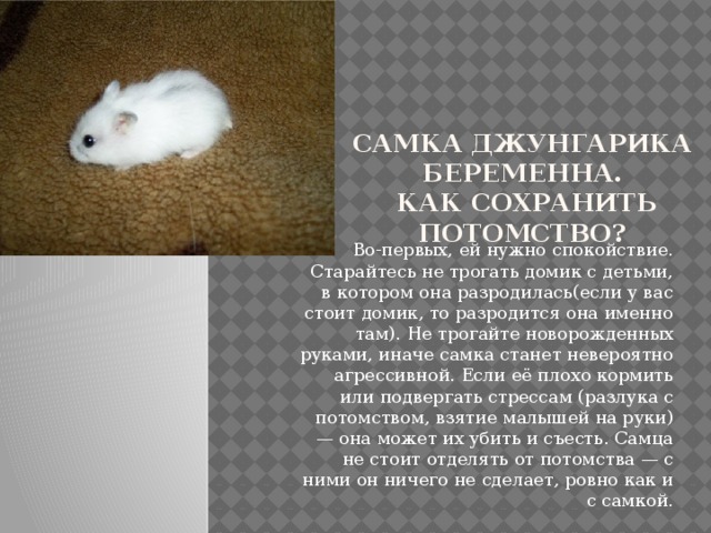 Самка джунгарика беременна.  Как сохранить потомство?   Во-первых, ей нужно спокойствие. Старайтесь не трогать домик с детьми, в котором она разродилась(если у вас стоит домик, то разродится она именно там). Не трогайте новорожденных руками, иначе самка станет невероятно агрессивной. Если её плохо кормить или подвергать стрессам (разлука с потомством, взятие малышей на руки) — она может их убить и съесть. Самца не стоит отделять от потомства — с ними он ничего не сделает, ровно как и с самкой. 
