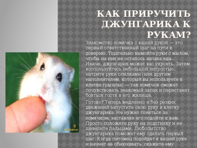 Как приручить джунгарика к рукам?   Знакомство хомячка с вашей рукой — это первый ответственный шаг на пути к доверию. Тщательно вымойте руки с мылом, чтобы на них не осталось запаха еды. Иначе, джунгарик может вас укусить. Затем воспользуйтесь небольшой хитростью: натрите руки опилками (или другим наполнителем, который вы используете в клетке грызуна) — так хомячок сможет почувствовать знакомый запах и перестанет бояться гостя в его жилище. Готово? Теперь медленно и без резких движений запустите свою руку в клетку джунгарика. Не нужно гоняться за хомячком, заставляя его подойти к вам. Просто положите руку на подстилку и не шевелите пальцами. Любопытство джунгарика поможет ему сделать первый шаг. Когда питомец подойдет к вашей руке и начнет ее обнюхивать, скажите ему несколько приятных слов — так он сможет запомнить еще и ваш голос. 