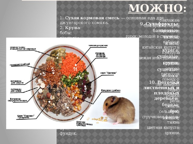 Кормить джунгарика МОЖНО :   1.  Сухая кормовая смесь  — основная еда для джунгарского хомяка.  2.  Крупа : бобы; геркулес; горох; гречка; овес; пшеница; фасоль; чечевица; ячмень. 3.  Семечки : дынные; подсолнечника; тыквенные. 4.  Орехи : арахис; грецкий; кешью; кунжут (семена); нут; фундук. баклажан; болгарский перец; брокколи; горох (молодой в стручках); кабачок; китайская капуста; Кукуруза  (свежая или сушеная); морковь; огурец; патиссон; помидор (не зимний); редис; редька; репа; свекла; сельдерей; стручковая фасоль; тыква; цветная капуста; цукини. 9.  Сухофрукты : банановые чипсы; изюм; курага; сушеные груши; сушеные яблоки. 10.  Веточки лиственных и плодовых деревьев : береза; бук; вишня; 