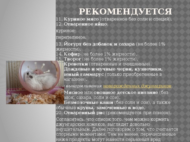 Рекомендуется 11.  Куриное мясо  (отваренное без соли и специй).  12.  Отваренное яйцо : куриное; перепелиное. 13.  Йогурт без добавок и сахара  (не более 1% жирности).  14.  Кефир  (не более 1% жирности).  15.  Творог  (не более 1% жирности).  16.  Креветки  (отваренные и очищенные).  17.  Дождевые и мучные черви, кузнечики, сушеный гаммарус  (только приобретенные в зоомагазине). Для выкармливания  новорожденных джунгариков . 18.  Мясное  или  овощное детское питание  (без добавок, сахара, соли и сои).  19.  Безмолочные каши  (без соли и сои), а также обычные  крупы, замоченные в воде .  20.  Отваренный рис  (рекомендуется при поносе). Согласитесь, что список того, чем можно кормить джунгарских хомяков, выглядит довольно внушительным. Далее поговорим о том, что считается спорными моментами. Тем не менее, перечисленные ниже продукты могут нанести серьезный вред здоровью джунгариков. Поэтому мы классифицируем их с пометкой «не рекомендуется». 