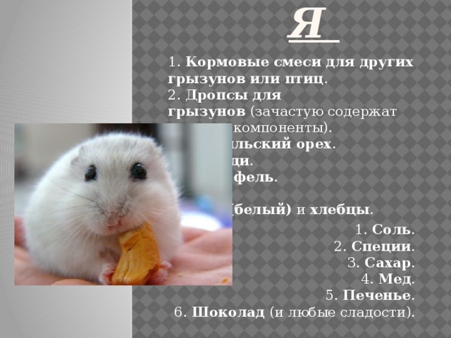 Нельзя 1.  Кормовые смеси для других грызунов или птиц .  2.  Дропсы для грызунов  (зачастую содержат вредные компоненты).  3.  Бразильский орех .  4.  Желуди .  5.  Картофель .  6.  Сыр .  7.  Хлеб (белый)  и  хлебцы . 1.  Соль .  2.  Специи .  3.  Сахар .  4.  Мед .  5.  Печенье .  6.  Шоколад  (и любые сладости).   