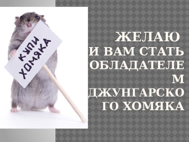 Желаю   и вам стать обладателем джунгарского хомяка 