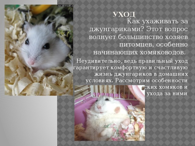  Уход Как ухаживать за джунгариками? Этот вопрос волнует большинство хозяев питомцев, особенно начинающих хомяководов. Неудивительно, ведь правильный уход гарантирует комфортную и счастливую жизнь джунгариков в домашних условиях. Рассмотрим особенности содержания джунгарских хомяков и основные правила ухода за ними .   