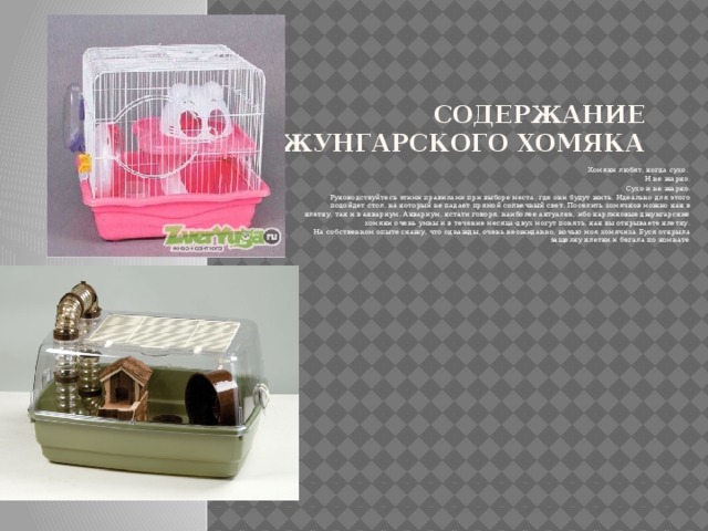 Содержание джунгарского хомяка Хомяки любят, когда сухо. И не жарко.  Сухо и не жарко.  Руководствуйтесь этими правилами при выборе места, где они будут жить. Идеально для этого подойдет стол, на который не падает прямой солнечный свет. Поселить хомячков можно как в клетку, так и в аквариум. Аквариум, кстати говоря, наиболее актуален, ибо карликовые джунгарские хомяки очень умны и в течение месяца-двух могут понять, как вы открываете клетку.  На собственном опыте скажу, что однажды, очень неожиданно, ночью моя хомячиха Буся открыла защелку клетки и бегала по комнате . 