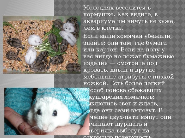 Молодняк веселится в кормушке. Как видите, в аквариуме им ничуть не хуже, чем в клетке. Если ваши хомячки убежали, знайте: они там, где бумага или картон. Если на полу у вас нигде не лежат бумажные изделия — смотрите под кровать, диван и другие мебельные атрибуты с низкой ножкой. Есть более легкий способ поиска сбежавших джунгарских хомячков: выключить свет и ждать, когда они сами вылезут. В течение двух-пяти мянут они начинают шуршать и наверняка выбегут на открытую поверхность. Тут-то вы их и ловите. 
