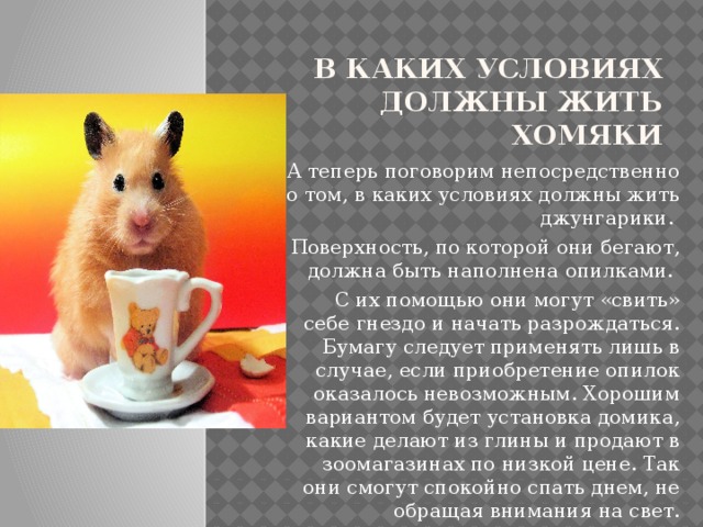 В каких условиях должны жить хомяки А теперь поговорим непосредственно о том, в каких условиях должны жить джунгарики. Поверхность, по которой они бегают, должна быть наполнена опилками. С их помощью они могут «свить» себе гнездо и начать разрождаться. Бумагу следует применять лишь в случае, если приобретение опилок оказалось невозможным. Хорошим вариантом будет установка домика, какие делают из глины и продают в зоомагазинах по низкой цене. Так они смогут спокойно спать днем, не обращая внимания на свет. 