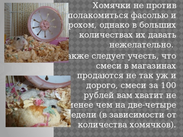 Хомячки не против полакомиться фасолью и горохом, однако в больших количествах их давать нежелательно. Также следует учесть, что смеси в магазинах продаются не так уж и дорого, смеси за 100 рублей вам хватит не менее чем на две-четыре недели (в зависимости от количества хомячков). 