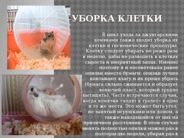 Уборка клетки В цикл ухода за джунгарскими хомяками также входит уборка их клетки и гигиенические процедуры. Клетку следует убирать не реже раза в неделю, дабы не разводить в клетках сырость и неприятный запах. Именно поэтому я и посоветовала ранее опилки вместо бумаги: опилки лучше впитывают влагу и их проще убрать (бумага сильно сжимается и образует вонючий пласт, который трудно вытащить). Часто встречаются случаи, когда хомячки «ходят в туалет» в одно и то же места. Это может быть угол, не занятый игрушками или домом, а также находящийся от них на приличном расстоянии. В этом случае менять полностью опилки можно раз в полторы-две недели, убирая раз в неделю только туалетный сектор. 