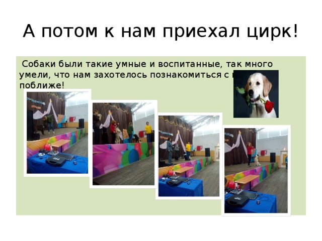 А потом к нам приехал цирк!  Собаки были такие умные и воспитанные, так много умели, что нам захотелось познакомиться с ними поближе! 