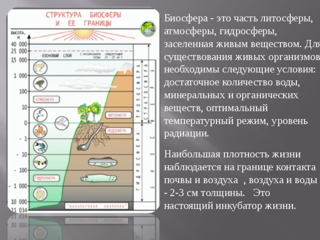 Биосфера - это часть литосферы, атмосферы, гидросферы, заселенная живым веществом. Для существования живых организмов необходимы следующие условия: достаточное количество воды, минеральных и органических веществ, оптимальный температурный режим, уровень радиации. Наибольшая плотность жизни наблюдается на границе контакта почвы и воздуха , воздуха и воды - 2-3 см толщины. Это настоящий инкубатор жизни.