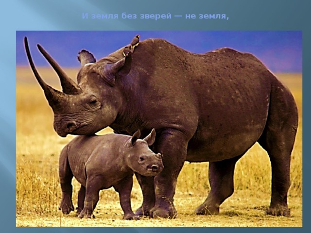  И земля без зверей — не земля,   
