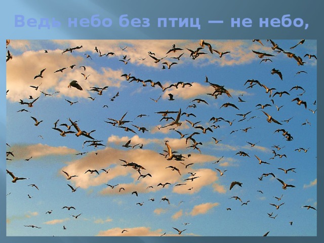 Ведь небо без птиц — не небо, 