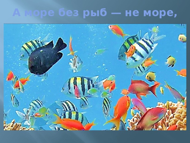 А море без рыб — не море, 