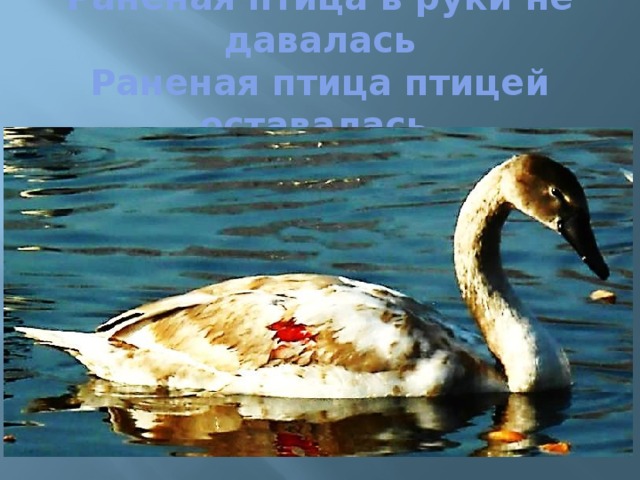 Раненая птица в руки не давалась  Раненая птица птицей оставалась 