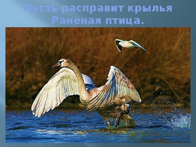 Пусть расправит крылья  Раненая птица. 