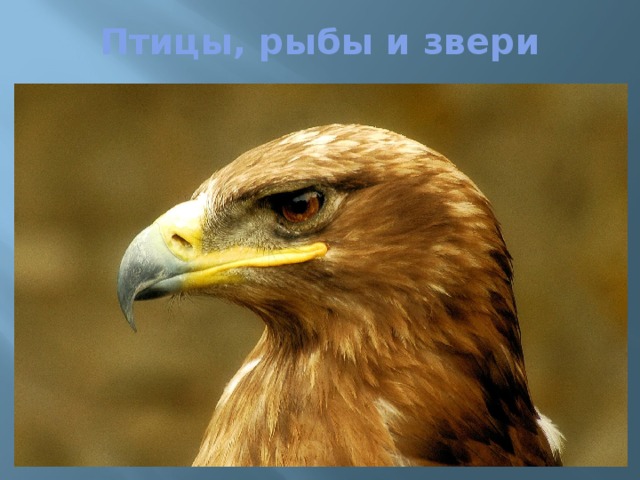 Птицы, рыбы и звери 